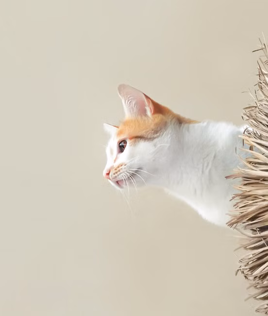 Bicho Bacana Racoes e Acessorios LTDA