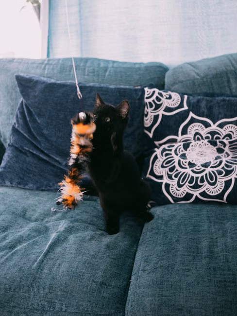 Varinha Interativa para Gatos