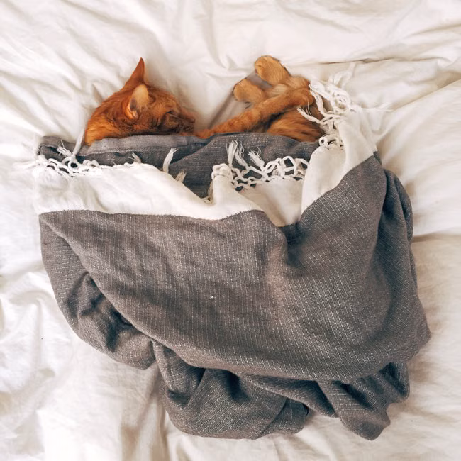 Cobertor Pet Soft